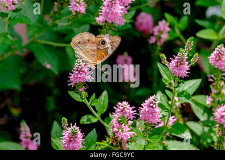 Gemeinsame Roßkastanie Schmetterling auf Agatache ysop Blumen. Oklahoma, USA Stockfoto