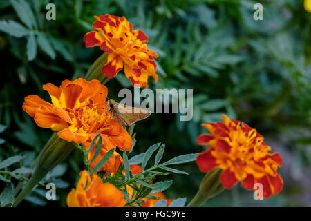 Ein Skipper Schmetterling auf Französisch Ringelblumen, Tagetes Patula, in einem Blumenbeet in Oklahoma, USA. Oft verwendet als Gewürz in der Küche. Stockfoto