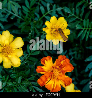 Ein Skipper Schmetterling auf Französisch Ringelblumen, Tagetes Patula, in einem Blumenbeet in Oklahoma, USA. Oft verwendet als Gewürz in der Küche. Stockfoto