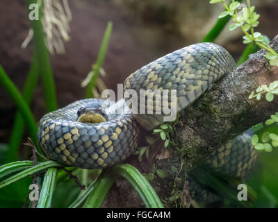 Snake im Dschungel Stockfoto