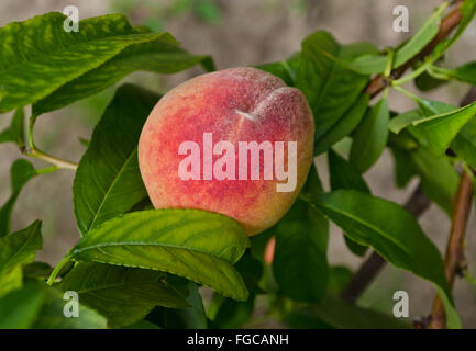 Nahaufnahme von einem bunten Pfirsich auf einem Peach Tree in der Niagara Peninsula, Ontario, Kanada. Stockfoto