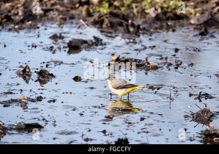 Eine graue Bachstelze an einem temporären Teich (oder große Pfütze!) Stockfoto