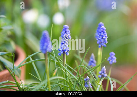 Muscari Armeniacum. Traubenhyazinthen wächst in einem Topf. Stockfoto