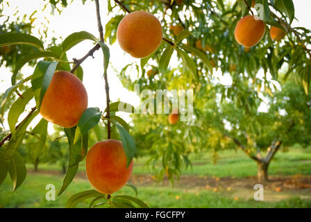 Georgia Pfirsich bereit für die Ernte. Stockfoto