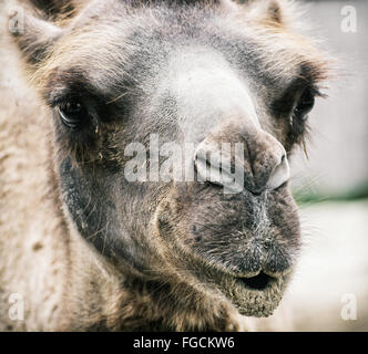 Baktrischen Kamel - Camelus Bactrianus - humorvolle Closeup Portrait. Tier-Szene. Stockfoto