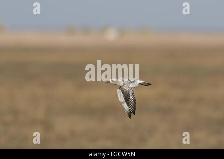 Regenpfeifer (Pluvialis Squatarola) Erwachsenen, nicht-Zucht Gefieder, während des Fluges am Creek, Norfolk, England, Februar grau Stockfoto