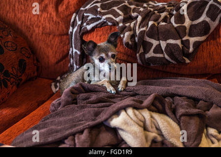 Kleiner Hund warten, streckte sich auf der Couch von Decken umgeben Stockfoto