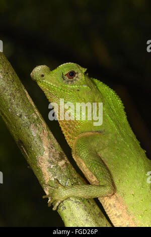 Lyra-headed Dragon (Lyriocephalus Scutatus) Erwachsene, Nahaufnahme von Kopf und vordere Bein, Sinharaja Forest Reserve, Sri Lanka, März Stockfoto