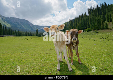 Rinder (Kühe) im Sommer Weide im Tian Shan-Gebirge, Kirgisistan. Stockfoto