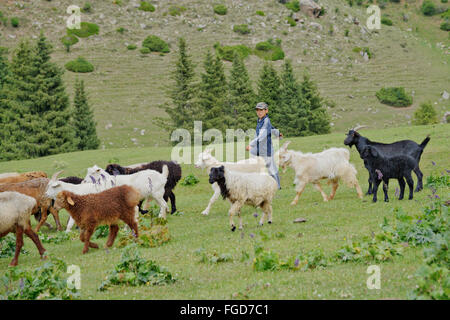 Junge hüten Schafe im Sommer Weide im Tian Shan-Gebirge, Kirgisistan. Stockfoto