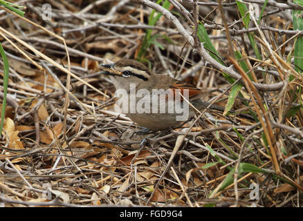 Brown-gekrönte Tchagra (Tchagra Australis Australis) Erwachsenen, ernähren sich von Insekten Beute, Kruger Nationalpark Great Limpopo Transfrontier Park, Südafrika, November Stockfoto