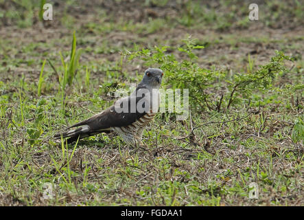 Afrikanischer Kuckuck-Hawk (Aviceda Cuculoides Verreauxii) Erwachsenen, stehen auf Boden, Tembe Elephant Park, Maputaland, KwaZulu-Natal, Südafrika, November Stockfoto
