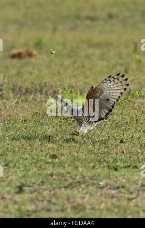 Afrikanischer Kuckuck-Hawk (Aviceda Cuculoides Verreauxii) Erwachsenen, während des Fluges, stürzen sich auf Heuschrecken, Tembe Elephant Park, Maputaland, KwaZulu-Natal, Südafrika, November Stockfoto