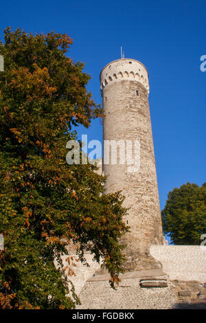 Pikk Hermann (Tall Hermann) Turm der Toompea Burg, Tallinn, Estland Stockfoto