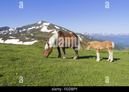 Pferderasse Comtois, aufgezogen für Fleisch, Stute und Fohlen, Weiden auf der Alm, Col de Pailheres, Ariege Pyrenäen, Midi-Pyrénées, Frankreich, Juni Stockfoto