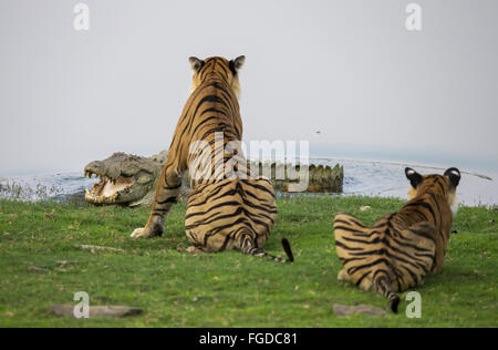 Indischer Tiger (Panthera Tigris Tigris) erwachsenes Weibchen und Jungtier, Konfrontation mit Straßenräuber Krokodil (Crocodylus Palustris) Erwachsene, am Rand des Wassers, Ranthambore N.P., Sawai Madhopur, Rajasthan, Indien, Juni Stockfoto