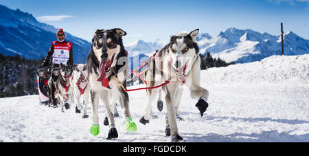 SARDIERES VANOISE, Frankreich - 20. Januar 2016 - GRANDE ODYSSEE das härteste Rennen der Musher in Savoie Mont-Blanc, Christian MOSER Stockfoto