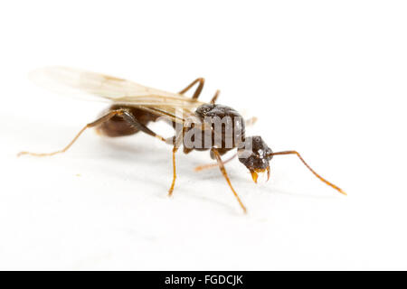 Erwachsene männliche Red Ant (Myrmica Rubra), auf weißem Hintergrund, Powys, Wales, August Stockfoto
