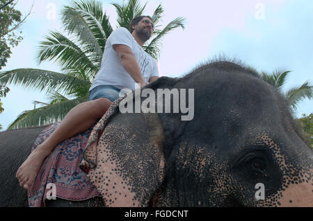 Mann fährt auf indischer Elefant, Asiatischer Elefant oder asiatischer Elefant (Elephas Maximus) Hikkaduwa, Sri Lanka, Südasien Stockfoto