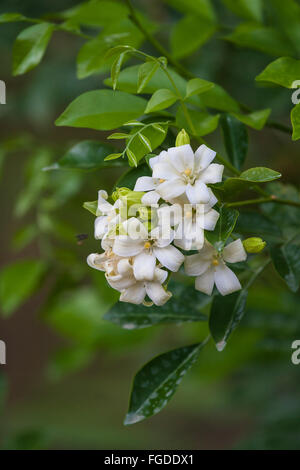 Orange Jasmine (Murraya Paniculata) Nahaufnahmen von Blumen, wachsen im Garten, Palawan, Philippinen, Juni Stockfoto