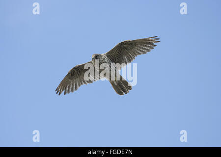 Gerfalke (Falco Rusticolus) dunkel grau Morph, Erwachsene, während des Fluges, Varangerfjord, Finnmark, Norwegen, Juni Stockfoto