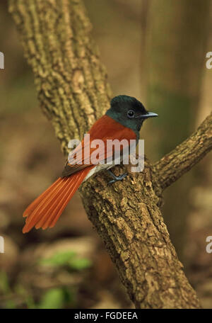Afrikanische Paradise Flycatcher (Terpsiphone Viridis Granti) Erwachsenfrau, thront auf Zweig, Dlinza Wald, Eshowe, Zululand, Südafrika, November Stockfoto