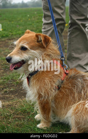 Niedlichen Hund an der Leine Stockfoto