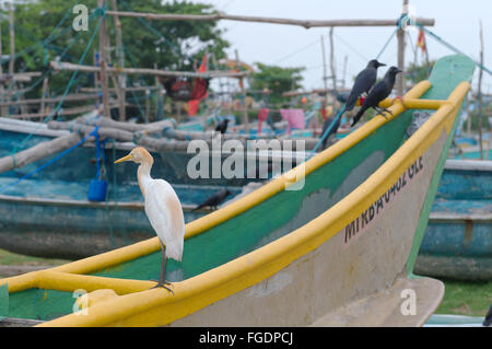 Seidenreiher (Egretta Garzetta) sitzen auf einem traditionellen Katamaran Angeln Boot Sri Lanka Hikkaduwa, Sri Lanka (Ceylon-Insel), Stockfoto