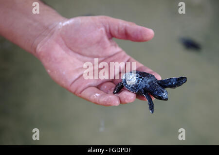 Bbaby Schildkröte in der Handbreadth - Pacific Ridley Meeresschildkröten, Olive Ridley Meeresschildkröten oder Olive Ridely (Lepidochelys Olivacea) Stockfoto