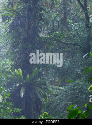 Vogels Nest Farne in cool montane Rainforest, Nationalpark Gunung Halimun, Java, Indonesien Stockfoto