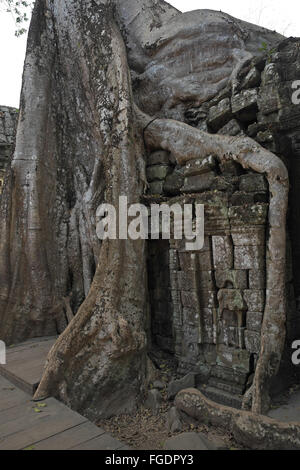 Baum wächst aus den Ruinen von Ta Phrom, Angkor Thom, in der Nähe von Siem Reap, Kambodscha, Asien. Stockfoto