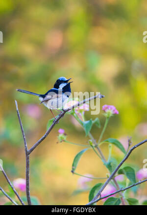 Männliche Super Fairy - Wren (Malurus cyaneus) Gesang, NSW, Australien Stockfoto