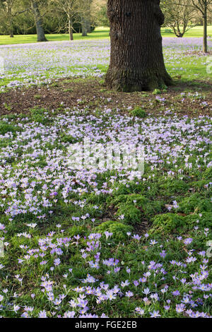 Krokusblüten in einen englischen Park im Feburar. UK Stockfoto