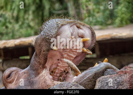 Nilpferd mit offenem Mund Stockfoto