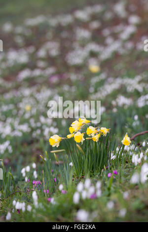 Narziss und Galanthus. Narzissen blühen unter einem Wald Bank von Schneeglöckchen im Februar. Cotswolds. UK Stockfoto