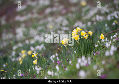 Narziss und Galanthus. Narzissen blühen unter einem Wald Bank von Schneeglöckchen im Februar. Cotswolds. UK Stockfoto