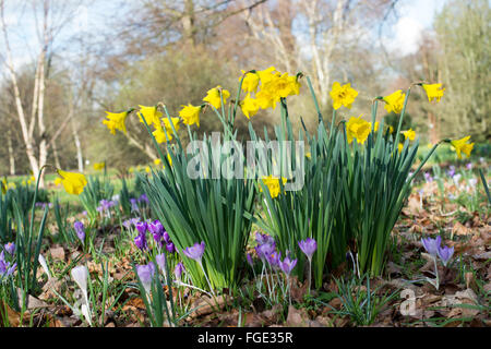 Narzisse und Krokus Blüten. Narzissen und Krokusse blühen im Februar in einem englischen Park. UK Stockfoto