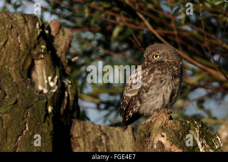 Kleine Eule / Minervas Eule (Athene Noctua) Jungvogel Sonnenbaden auf einem alten Baum Pollard, blickt zurück auf seine Schulter, Tierwelt Stockfoto