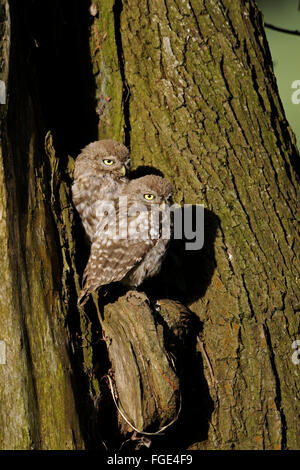 Athene noctua, zwei Jungvögel, Geschwister, sitzen nebeneinander vor ihrem Nistplatz, Tierwelt, Europa. Stockfoto