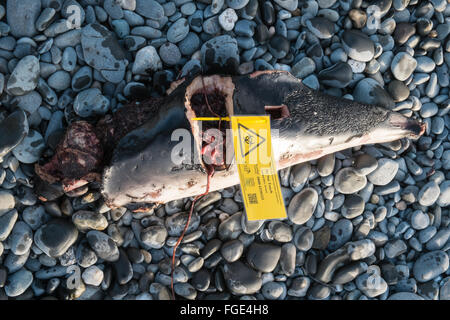 Kleine Tote Schweinswale gewaschen auf Ufer Strand bei Ynyslas Beach,Ceredigion,Wales,U.K.Tagged durch Behörden potenziellen Gefahr für die Gesundheit. Stockfoto