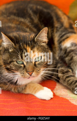 Eine grünäugige Schildpatt-Katze sucht in ihre Ruhestätte auf einem roten Teppich Stockfoto
