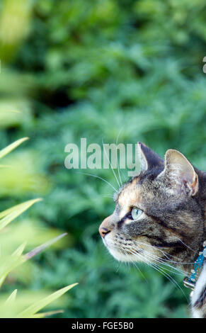 Katze im Profil vor grünem Hintergrund Stockfoto