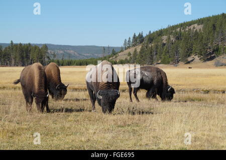 Bisons im Yellowstone-Nationalpark, Wyoming USA, während der Sommersaison Weiden Stockfoto