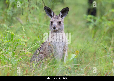 Junge östliche graue Känguru (Macropus Giganteus), Blue Mountains, New South Wales, Australien Stockfoto