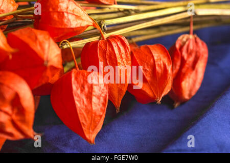 Große Orange fallen Blüten der Physalis auf blauem Hintergrund Stockfoto