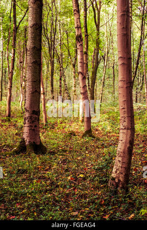 Trees in a forest in early autumn. Stockfoto