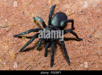 Pinsel-footed Trapdoor Spinne (Barychelidae SP.), Cunnamulla, Queensland, Australien Stockfoto