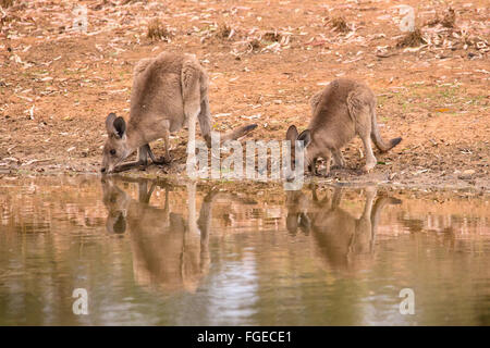Zwei östliche graue Kängurus (Macropus Giganteus) an einer Wasserstelle in Queensland, Australien Stockfoto