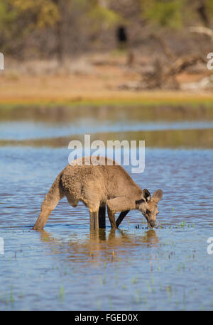 Große männliche Eastern Grey Kangaroo (Macropus giganteus) trinken aus einem kleinen See im Outback von Queensland, Australien Stockfoto