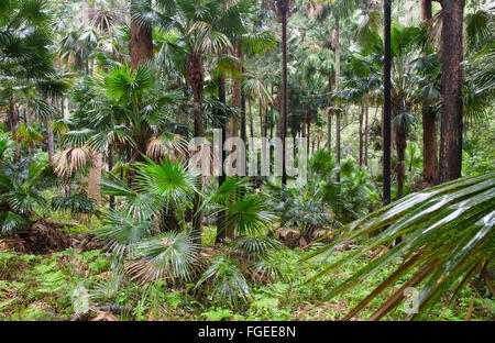 Kohl-Baum Palmen, (Livistona Australis) in nassen Eukalyptus Wald, Royal National Park, NSW, Australien Stockfoto